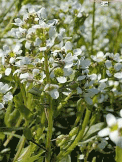 Cochlearia_anglica Long Leaved Scurvy Grass