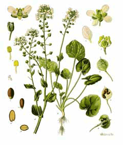 Cochlearia_officinalis Scurvy Grass, Spoonwort