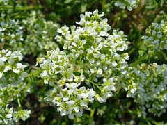 Cochlearia_officinalis Scurvy Grass, Spoonwort