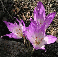 Colchicum bivonae Colchicum bivonae