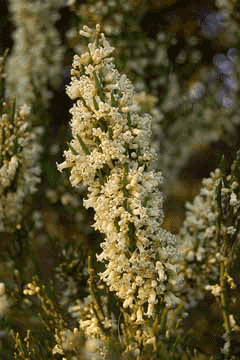 Colletia armata Colletia armata