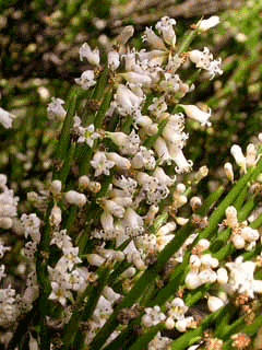 Colletia armata Colletia armata