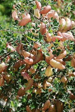 Colutea arborescens Bladder Senna Colutea arborescens Bladder Senna