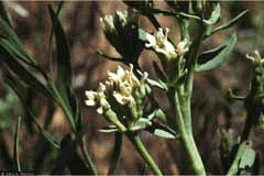 Comandra pallida Pale Bastard Toadflax Comandra pallida Pale Bastard Toadflax
