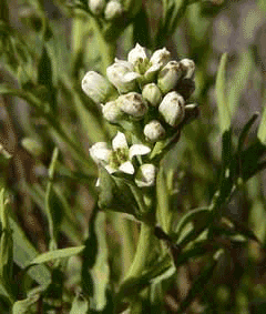 Comandra umbellata Bastard Toad Flax, California bastard toadflax, Pale bastard toadflax Comandra umbellata Bastard Toad Flax, California bastard toadflax, Pale bastard toadflax