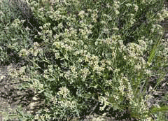 Comandra umbellata Bastard Toad Flax, California bastard toadflax, Pale bastard toadflax Comandra umbellata Bastard Toad Flax, California bastard toadflax, Pale bastard toadflax