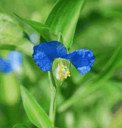 Commelina coelestis Blue Spider Wort, Commelina Commelina coelestis Blue Spider Wort, Commelina