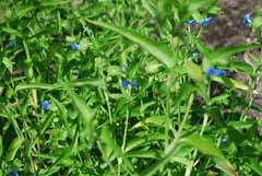 Commelina coelestis Blue Spider Wort, Commelina Commelina coelestis Blue Spider Wort, Commelina
