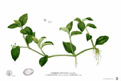 Commelina communis Day Flower, Asiatic dayflower Commelina communis Day Flower, Asiatic dayflower