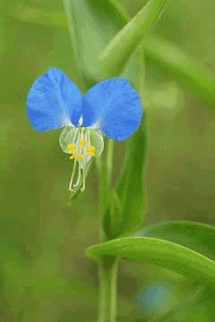 Commelina communis Day Flower, Asiatic dayflower Commelina communis Day Flower, Asiatic dayflower