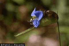 Commelina dianthifolia Birdbill Dayflower Commelina dianthifolia Birdbill Dayflower