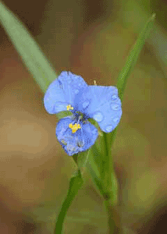 Commelina dianthifolia Birdbill Dayflower Commelina dianthifolia Birdbill Dayflower