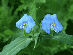 Commelina erecta Slender Day-Flower, Whitemouth dayflower Commelina erecta Slender Day-Flower, Whitemouth dayflower