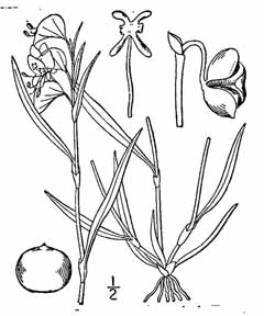 Commelina erecta Slender Day-Flower, Whitemouth dayflower Commelina erecta Slender Day-Flower, Whitemouth dayflower