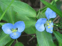 Commelina virginica Virginia Day-Flower Commelina virginica Virginia Day-Flower