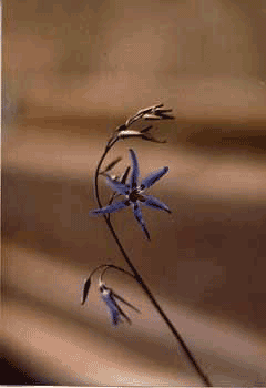 Conanthera bifolia Conanthera bifolia