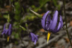 Conanthera bifolia Conanthera bifolia