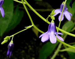 Conanthera campanulata Conanthera campanulata