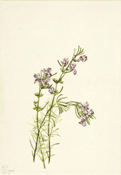 Conradina verticillata Cumberland Rosemary Conradina verticillata Cumberland Rosemary