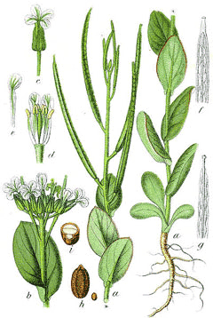 Conringia orientalis Hare Conringia orientalis Hare