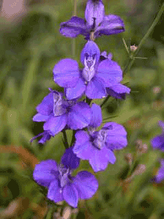 Consolida ambigua Larkspur, Doubtful knight Consolida ambigua Larkspur, Doubtful knight