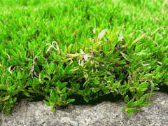 Coprosma petriei Coprosma petriei