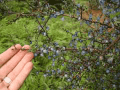 Coprosma propinqua Coprosma propinqua