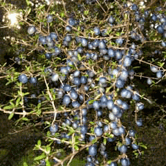 Coprosma propinqua Coprosma propinqua