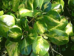 Coprosma repens Mirror Plant, Creeping mirrorplant Coprosma repens Mirror Plant, Creeping mirrorplant