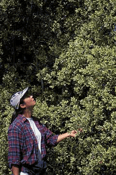 Coprosma repens Mirror Plant, Creeping mirrorplant Coprosma repens Mirror Plant, Creeping mirrorplant