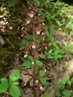 Corallorhiza maculata Summer Coralroot Corallorhiza maculata Summer Coralroot