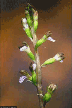 Corallorhiza odontorhiza Autumn Coralroot Corallorhiza odontorhiza Autumn Coralroot