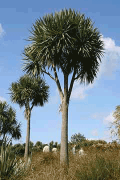 Cordyline_australis Cabbage Tree