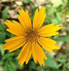 Coreopsis auriculata Tickseed, Lobed tickseed,Mouse-eared Coreopsis, Eared Coreopsis Coreopsis auriculata Tickseed, Lobed tickseed,Mouse-eared Coreopsis, Eared Coreopsis