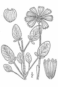 Coreopsis auriculata Tickseed, Lobed tickseed,Mouse-eared Coreopsis, Eared Coreopsis