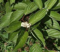 Cornus alba Tartarian Dogwood Cornus alba Tartarian Dogwood