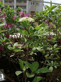 Cornus alba Tartarian Dogwood Cornus alba Tartarian Dogwood