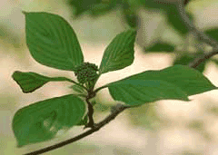 Cornus_alternifolia Green Osier, Alternateleaf dogwood, Alternate Leaf Dogwood, Golden Shadows Pagoda Dogwood, Green Osi