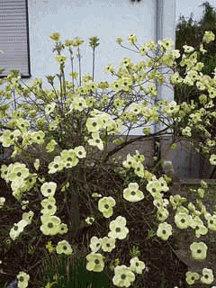 Cornus florida Flowering Dogwood