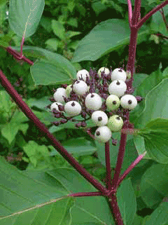 Cornus hemsleyi Cornus hemsleyi