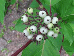 Cornus hemsleyi Cornus hemsleyi