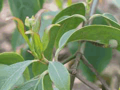 Cornus hongkongensis Cornus hongkongensis