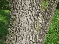 Cornus walteri Cornus walteri