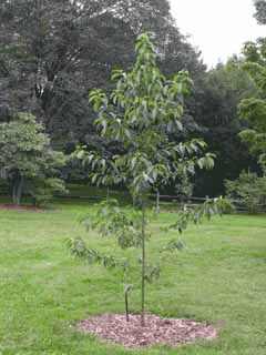 Cornus wilsoniana Cornus wilsoniana