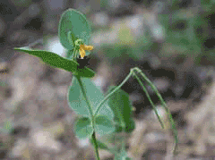 Coronilla scorpioides Annual Scorpion Vetch, Yellow crownvetch Coronilla scorpioides Annual Scorpion Vetch, Yellow crownvetch