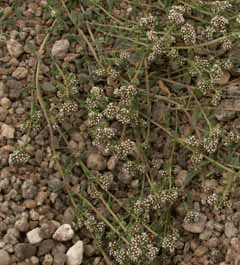 Corrigiola littoralis Strapwort Corrigiola littoralis Strapwort