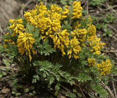 Corydalis govaniana Corydalis govaniana