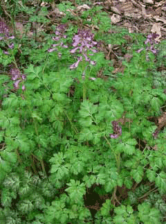 Corydalis incisa Incised fumewort Corydalis incisa Incised fumewort