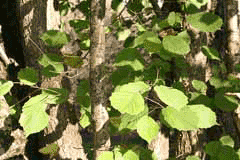 Corylus chinensis Chinese Hazel Corylus chinensis Chinese Hazel