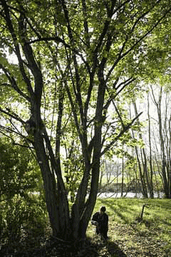 Corylus chinensis Chinese Hazel Corylus chinensis Chinese Hazel